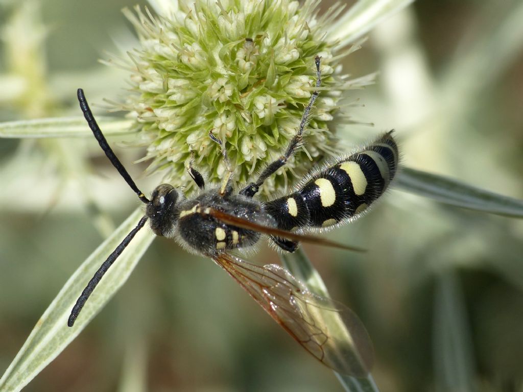 Scoliidae: Colpa sexmaculata, femmina